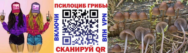 Купить где Волгоград Псилоцибиновые грибы Psilocybine cubensis